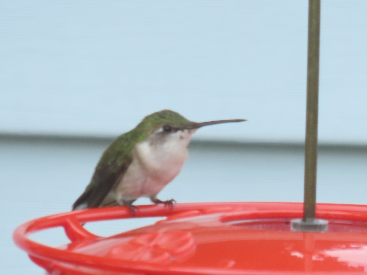 Ruby-throated Hummingbird - ML619085632