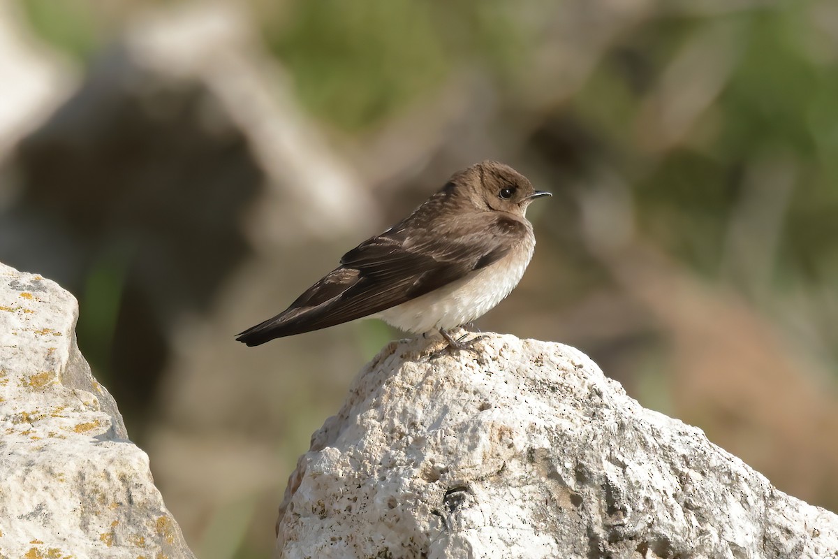 Northern Rough-winged Swallow - ML619085648