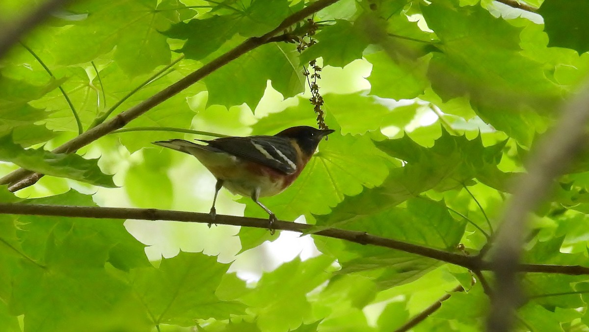 Bay-breasted Warbler - ML619085672