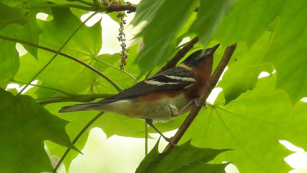 Bay-breasted Warbler - ML619085674
