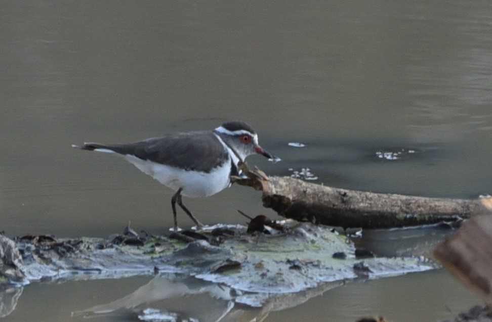 Three-banded Plover - ML619085675