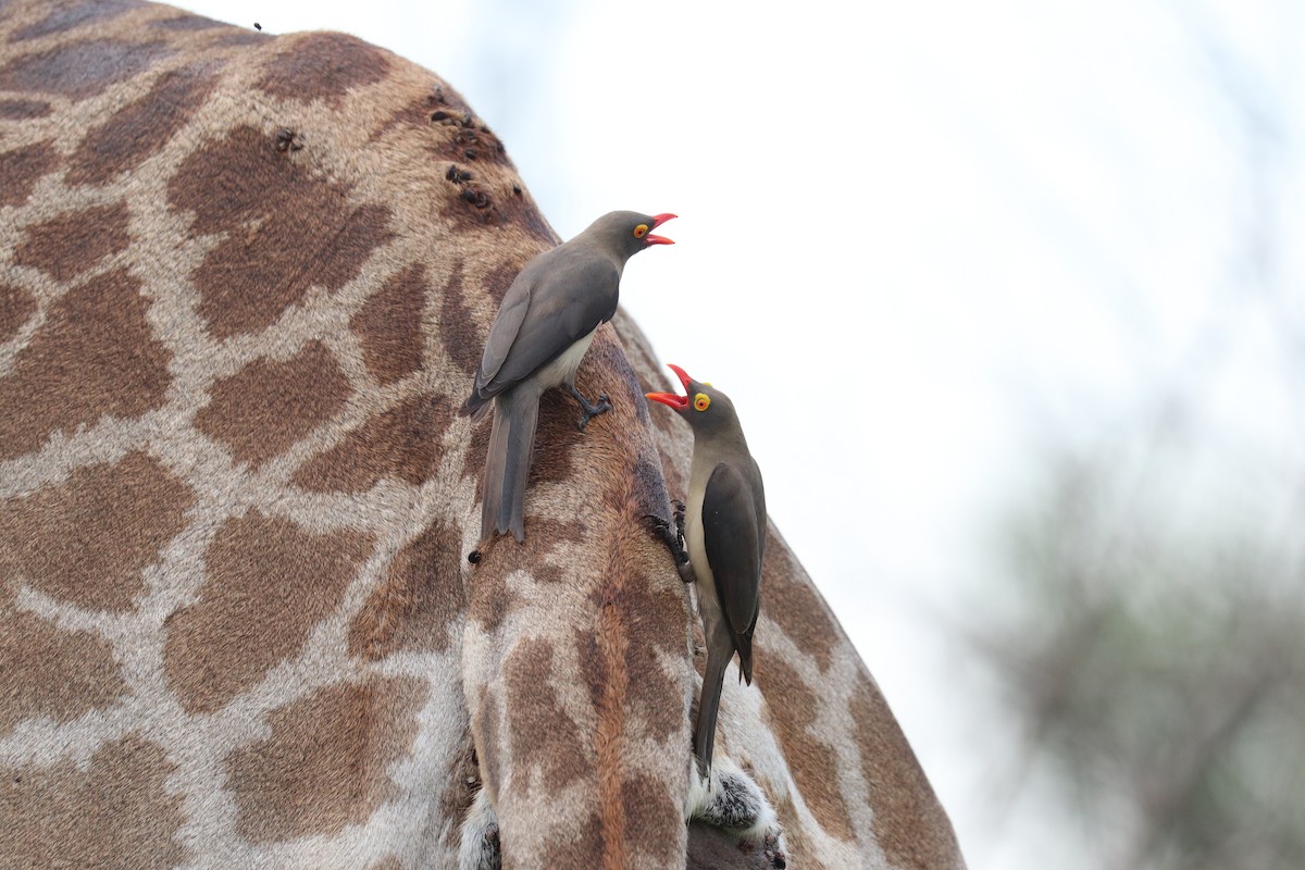 Red-billed Oxpecker - ML619085726