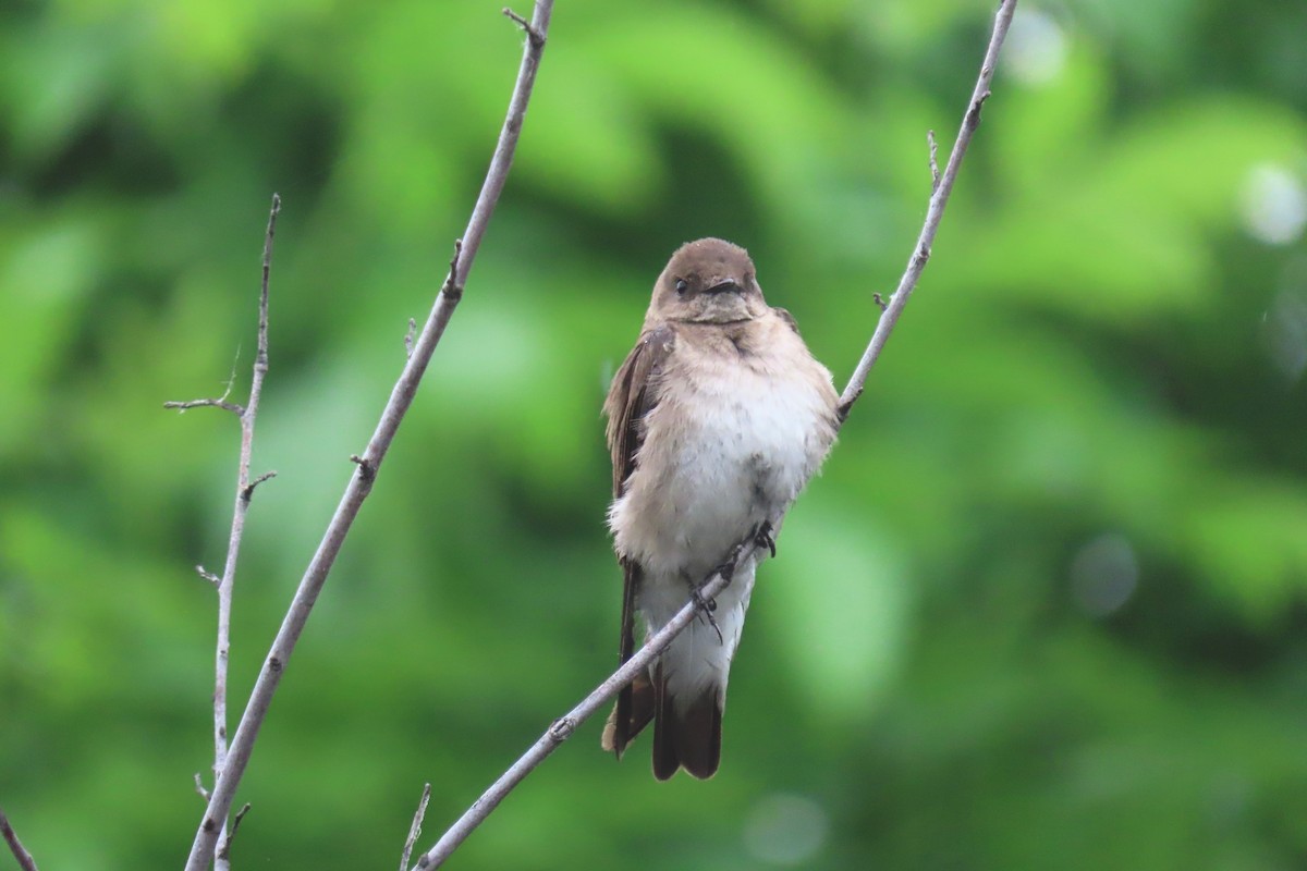 Northern Rough-winged Swallow - ML619085740