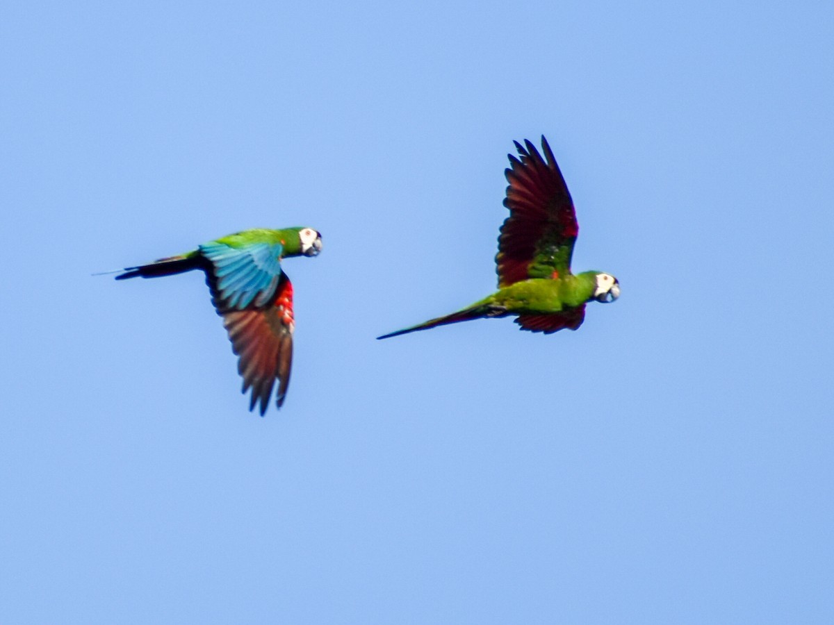 Chestnut-fronted Macaw - ML619085744