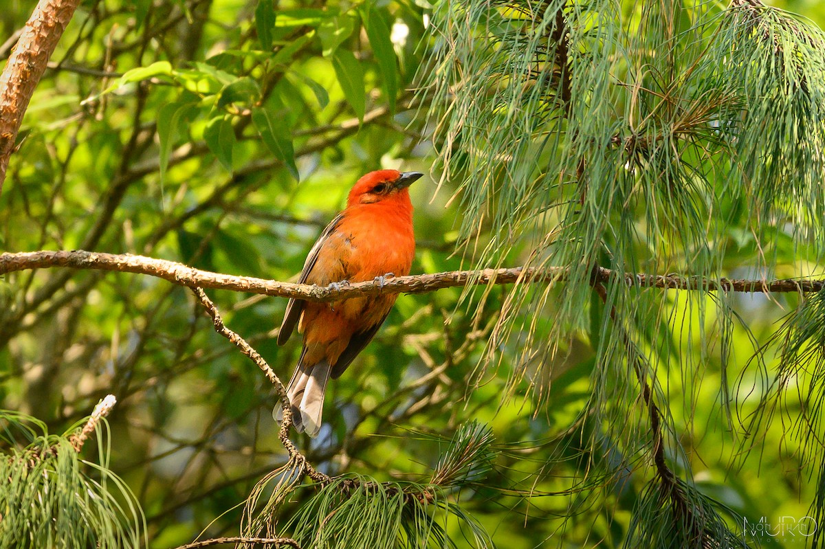 Flame-colored Tanager - ML619085784