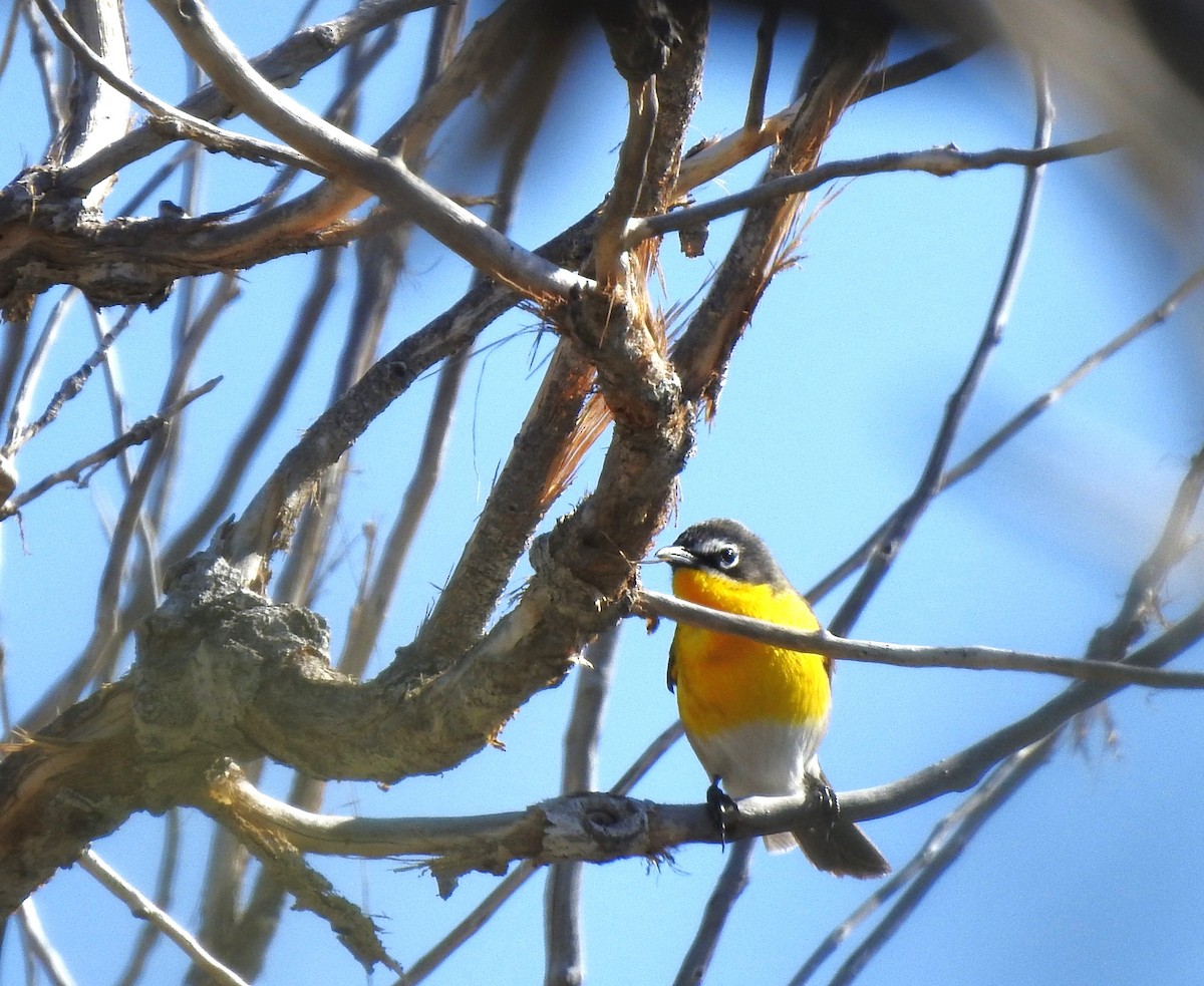 Yellow-breasted Chat - ML619085792