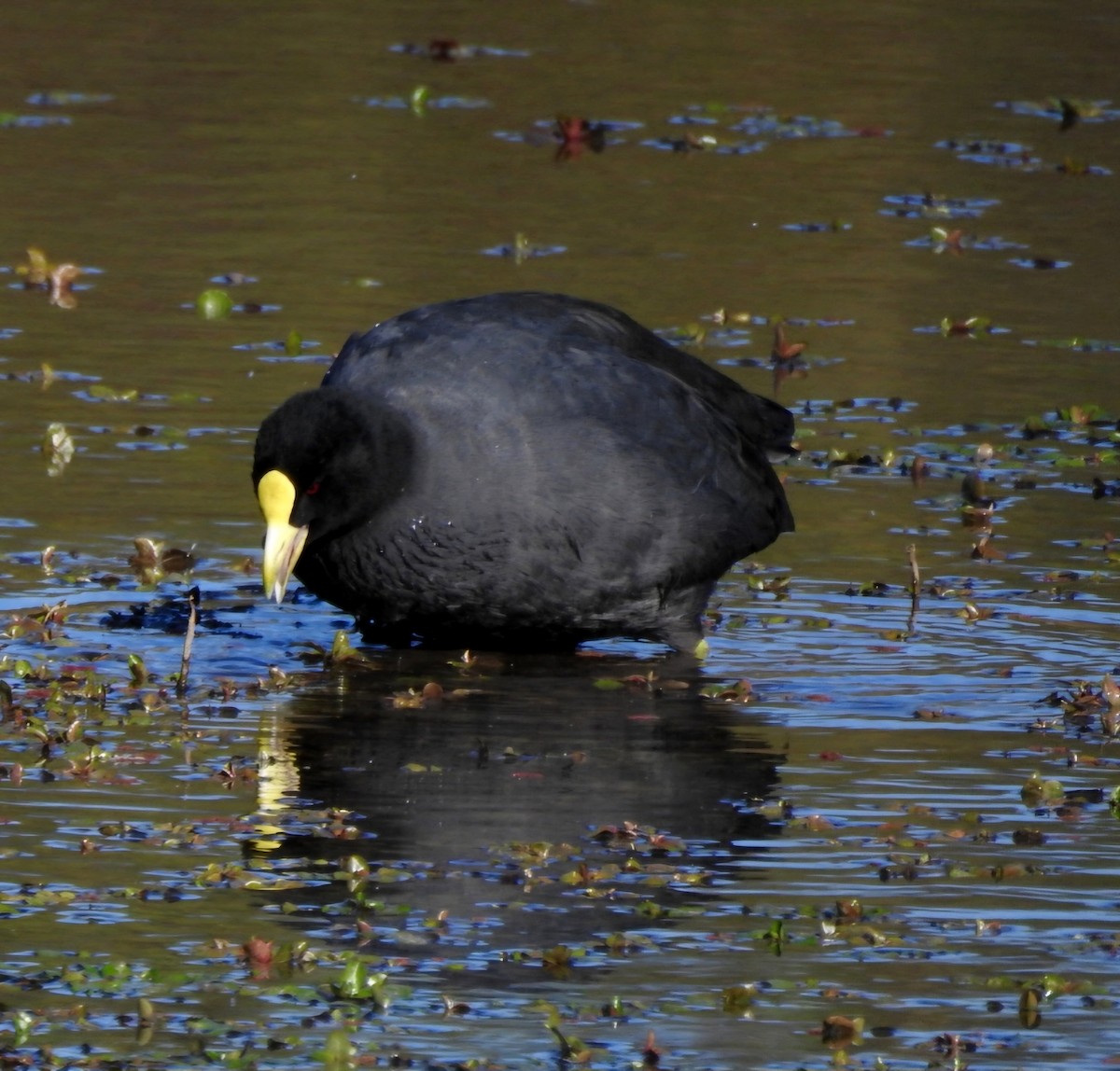 White-winged Coot - ML619085850