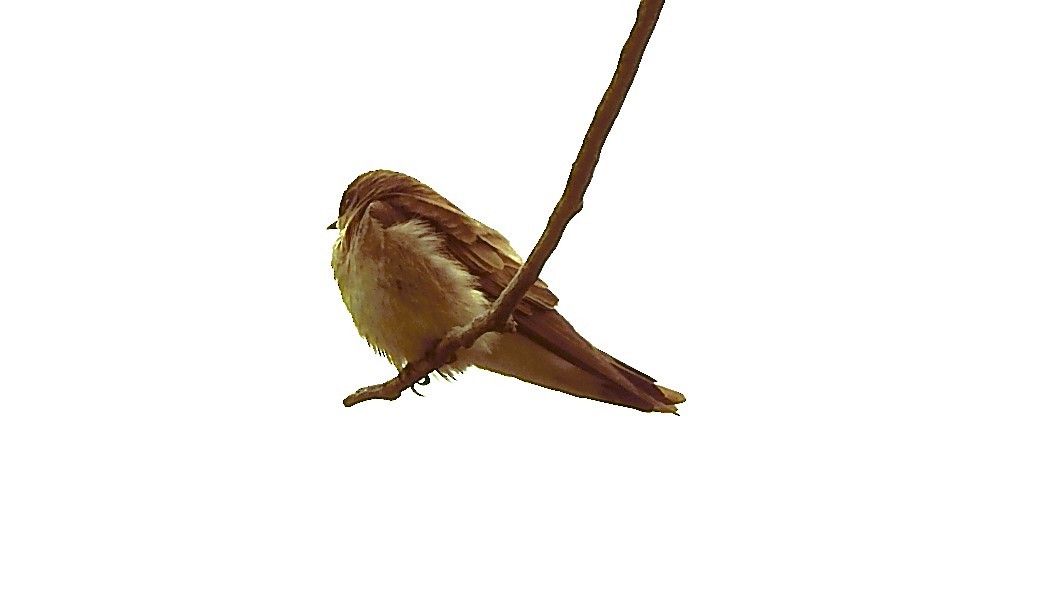 Hirondelle à ailes hérissées - ML619085903