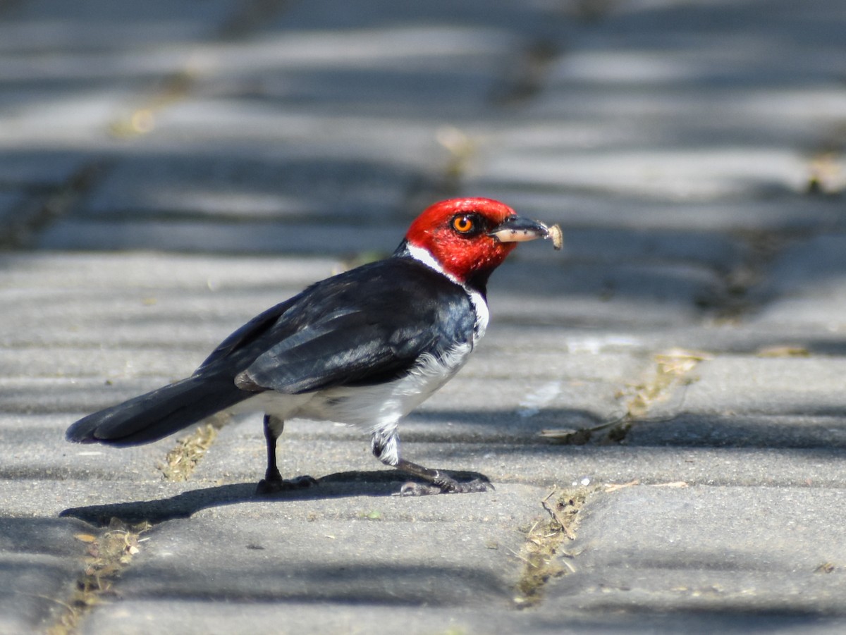Red-capped Cardinal - ML619085944