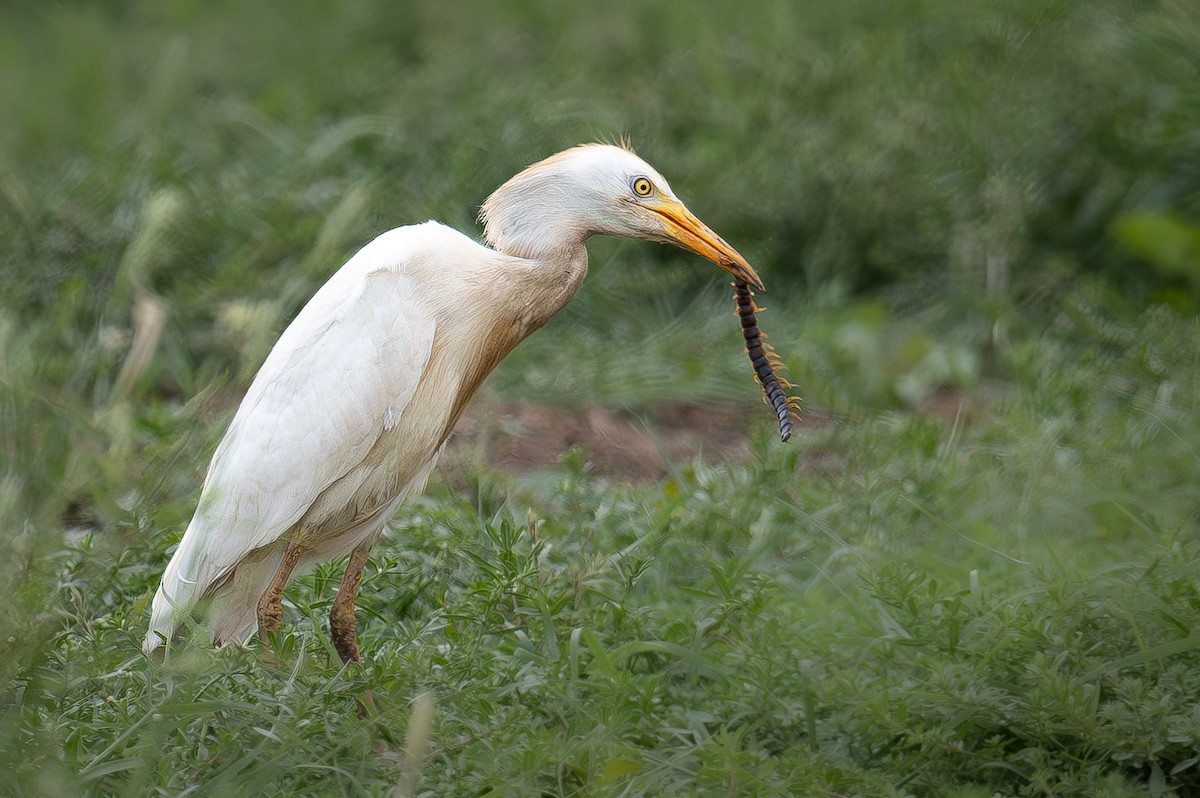 Египетская цапля (ibis) - ML619085979