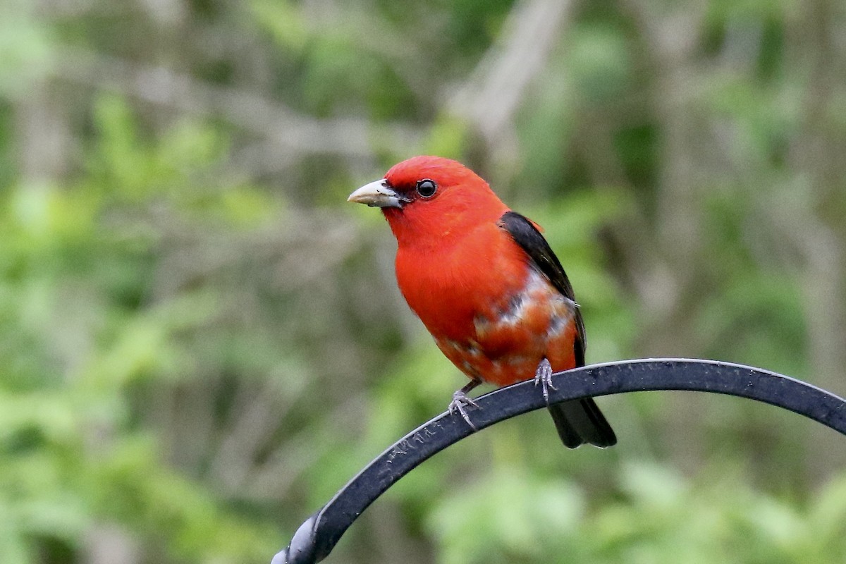 Scarlet Tanager - ML619086027