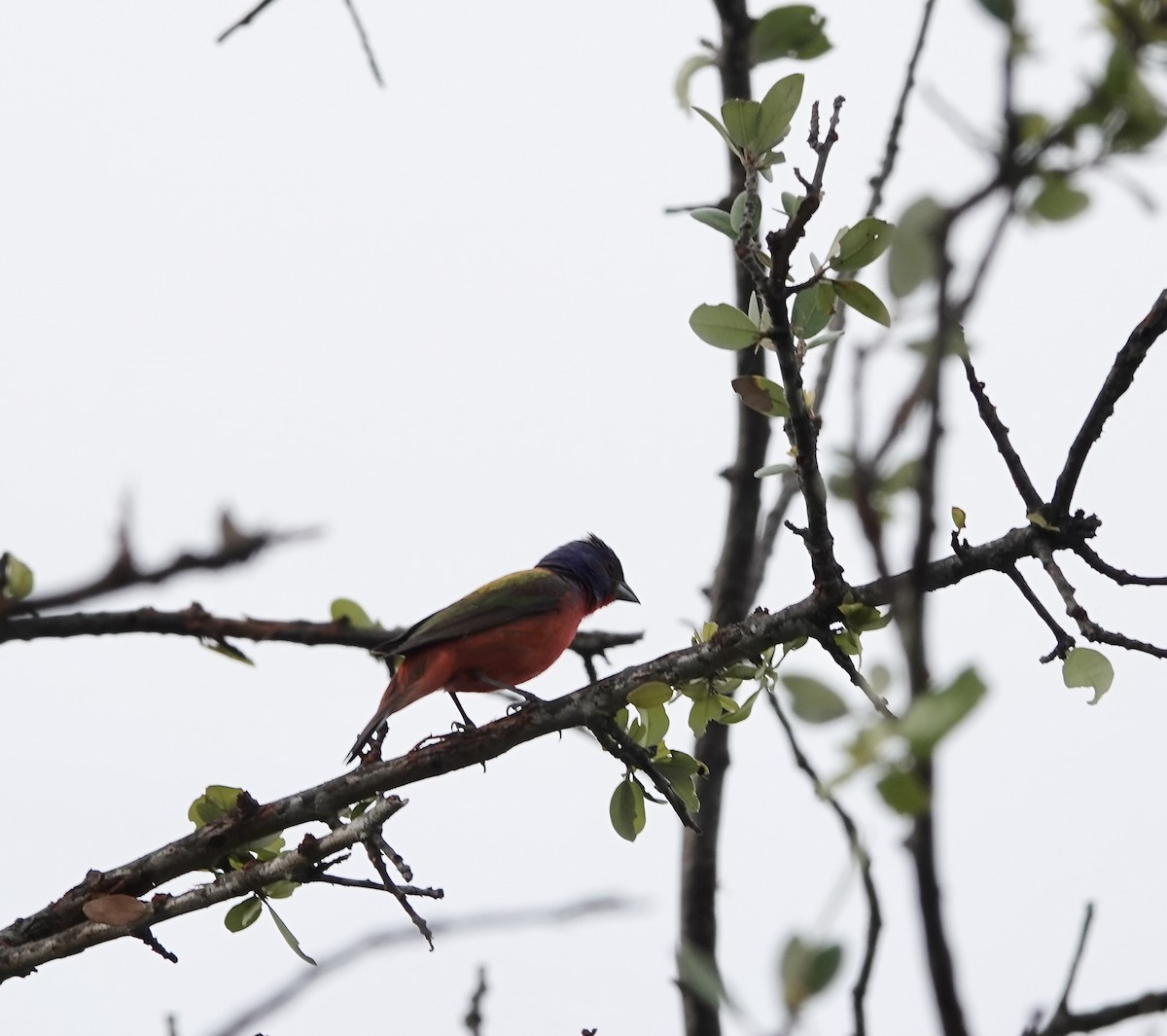 Painted Bunting - ML619086033