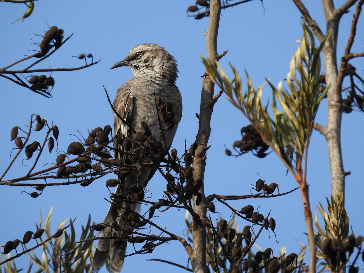 Long-tailed Mockingbird - ML619086052