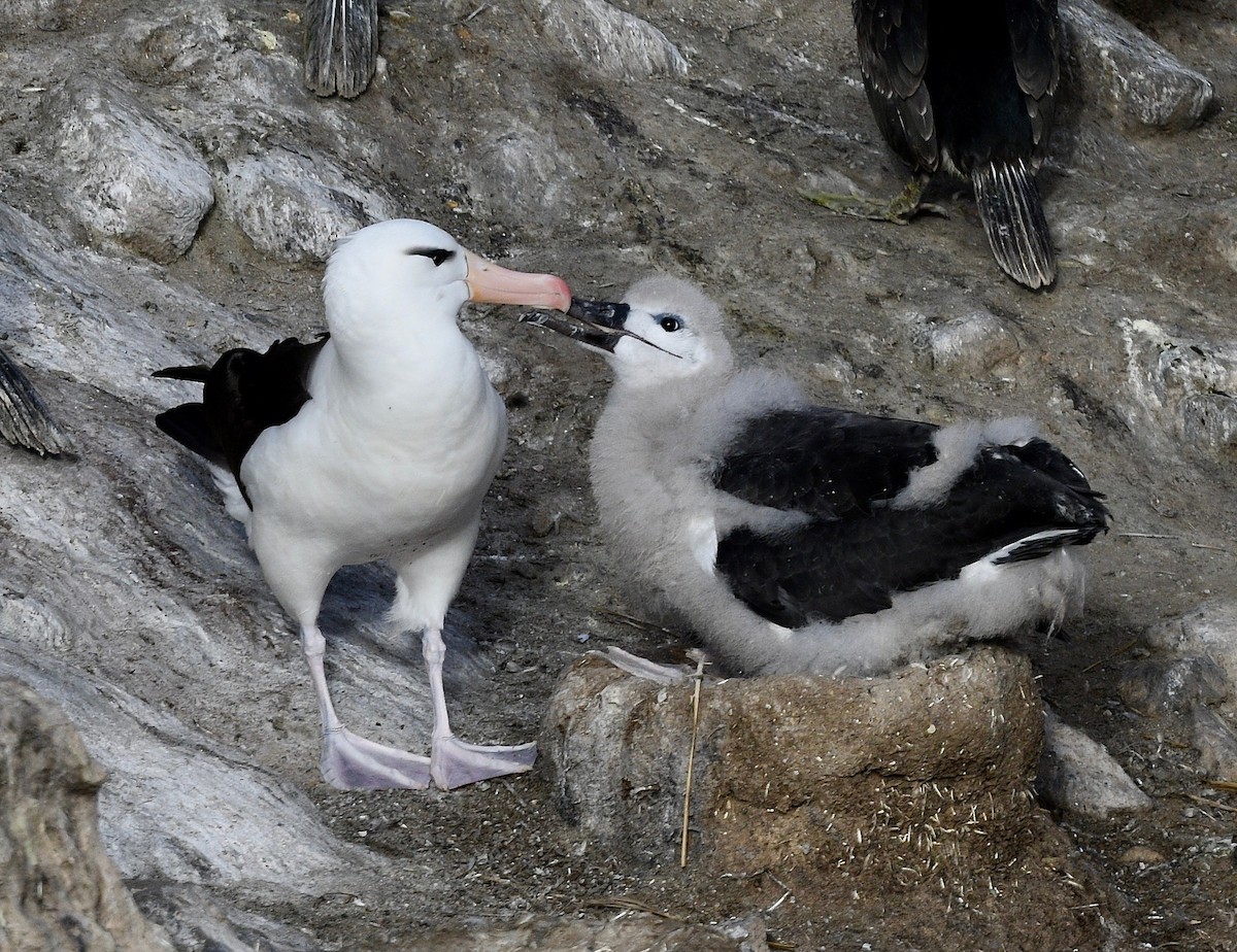 Black-browed Albatross - Win Ahrens