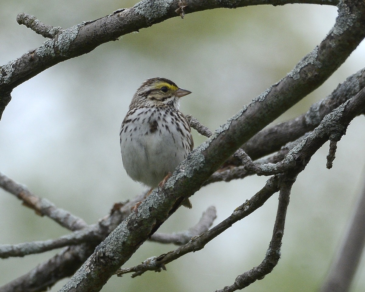 Savannah Sparrow - ML619086111