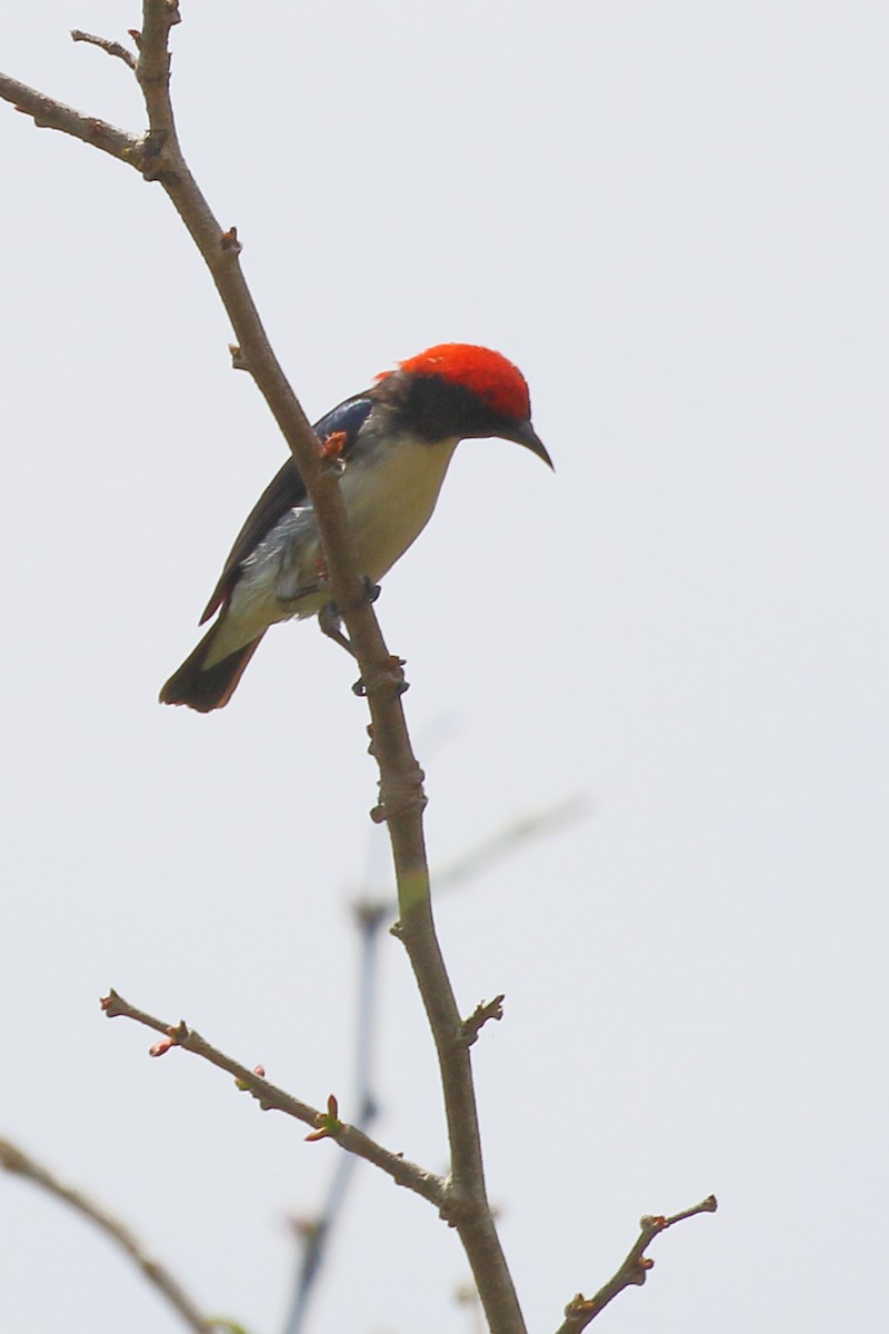 Scarlet-backed Flowerpecker - ML619086144