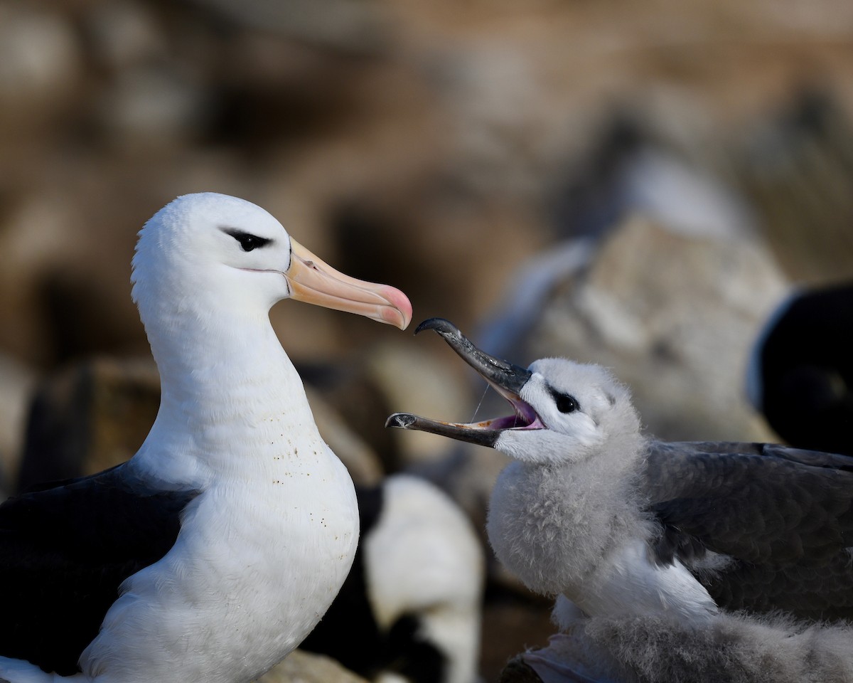Black-browed Albatross - Win Ahrens