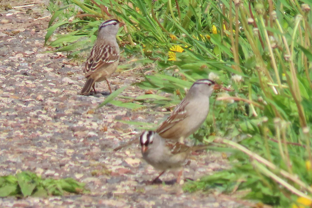 White-crowned Sparrow - ML619086214