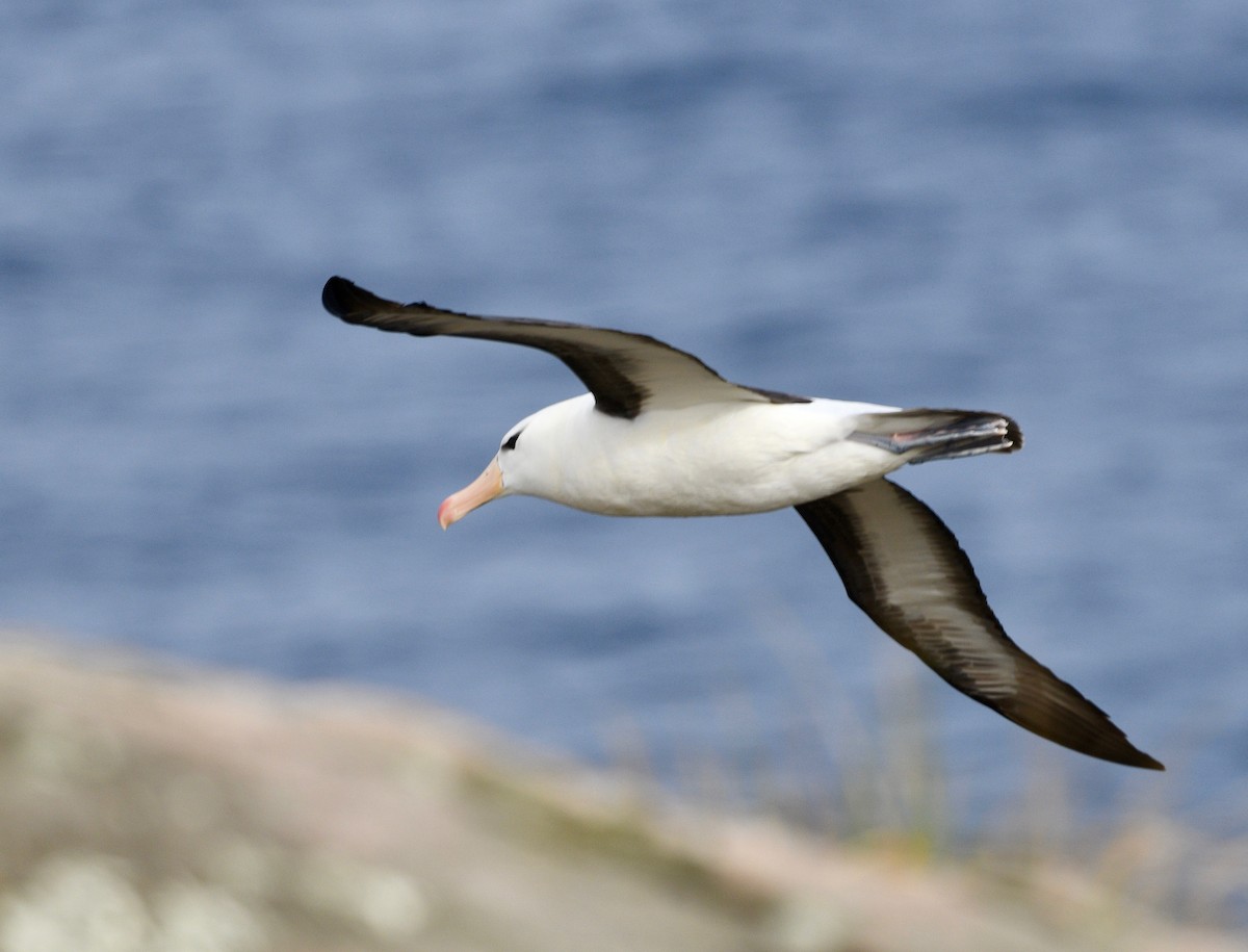 Albatros à sourcils noirs - ML619086250