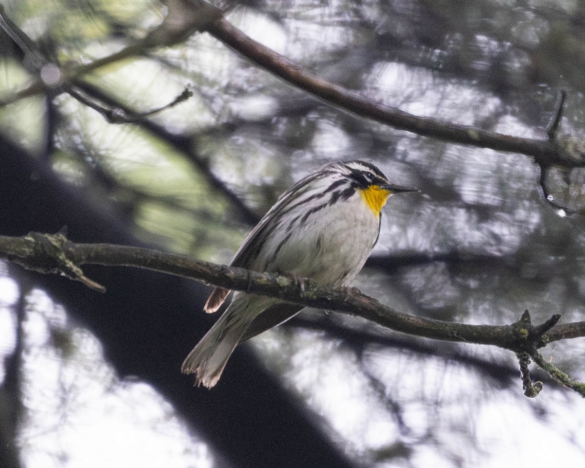 Yellow-throated Warbler - ML619086292