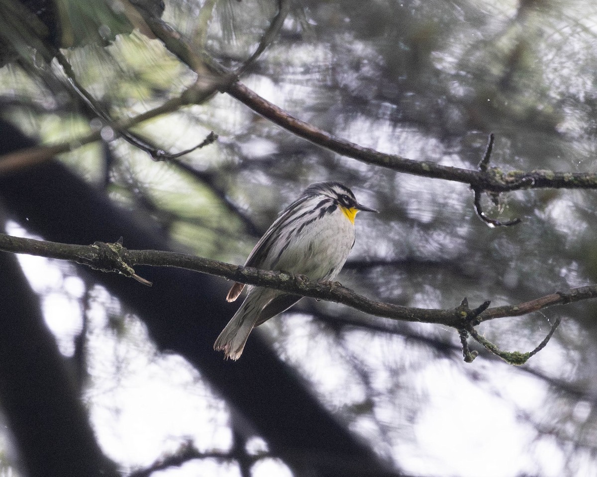 Yellow-throated Warbler - ML619086293