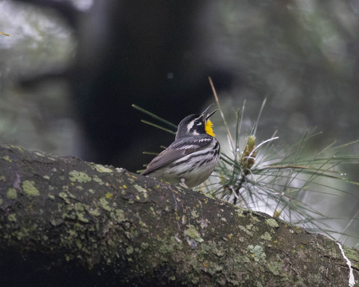 Yellow-throated Warbler - ML619086294