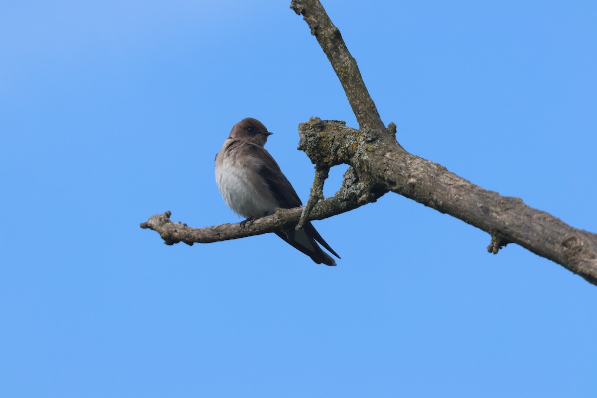 Northern Rough-winged Swallow - Tony Shrimpton