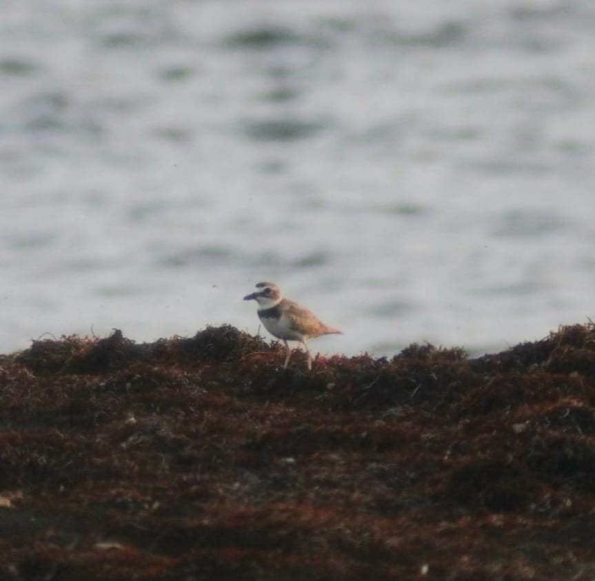 Semipalmated Plover - ML619086353