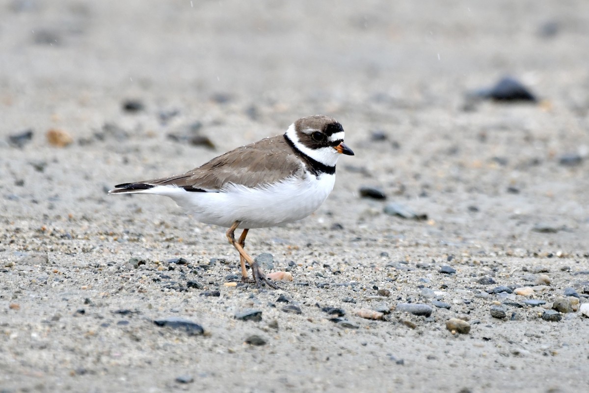 Semipalmated Plover - ML619086357