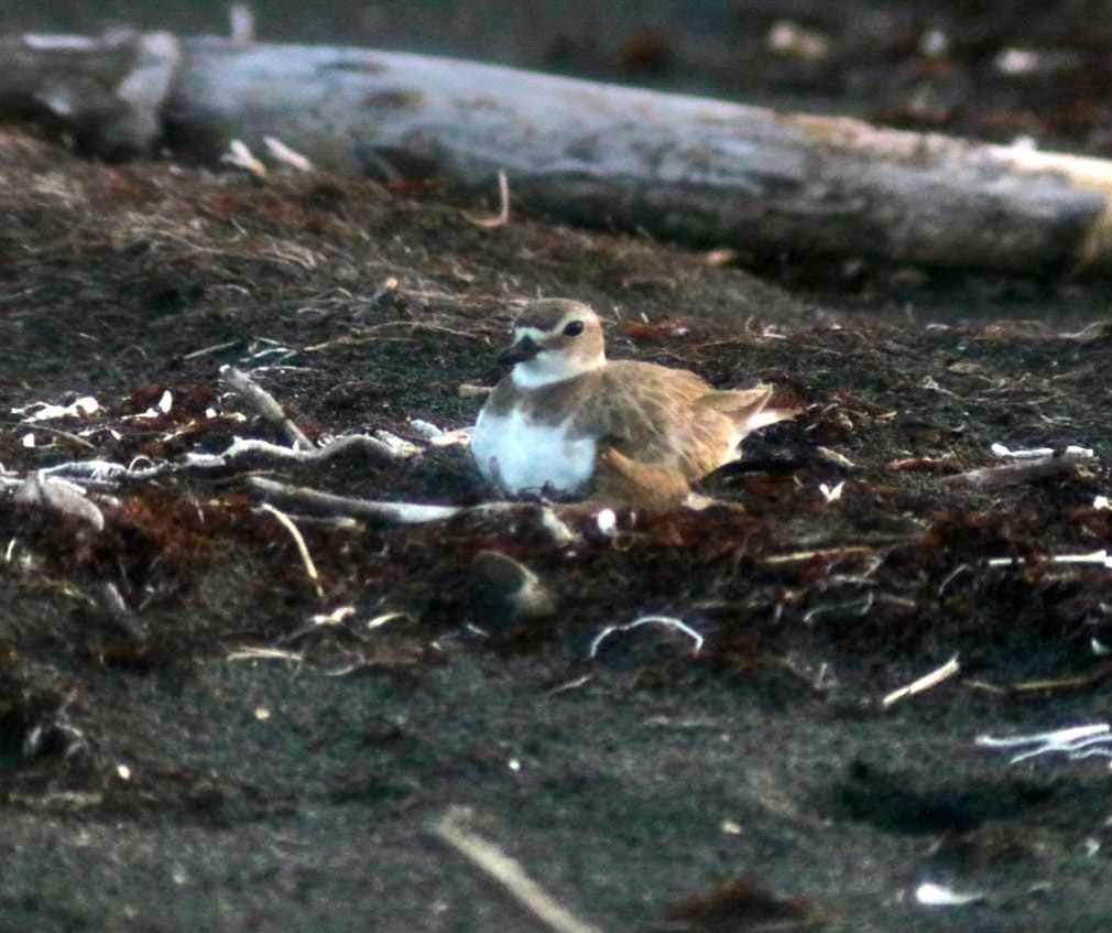 Semipalmated Plover - ML619086362