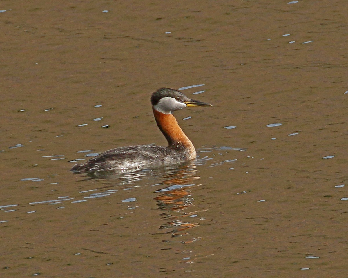 Red-necked Grebe - ML619086366
