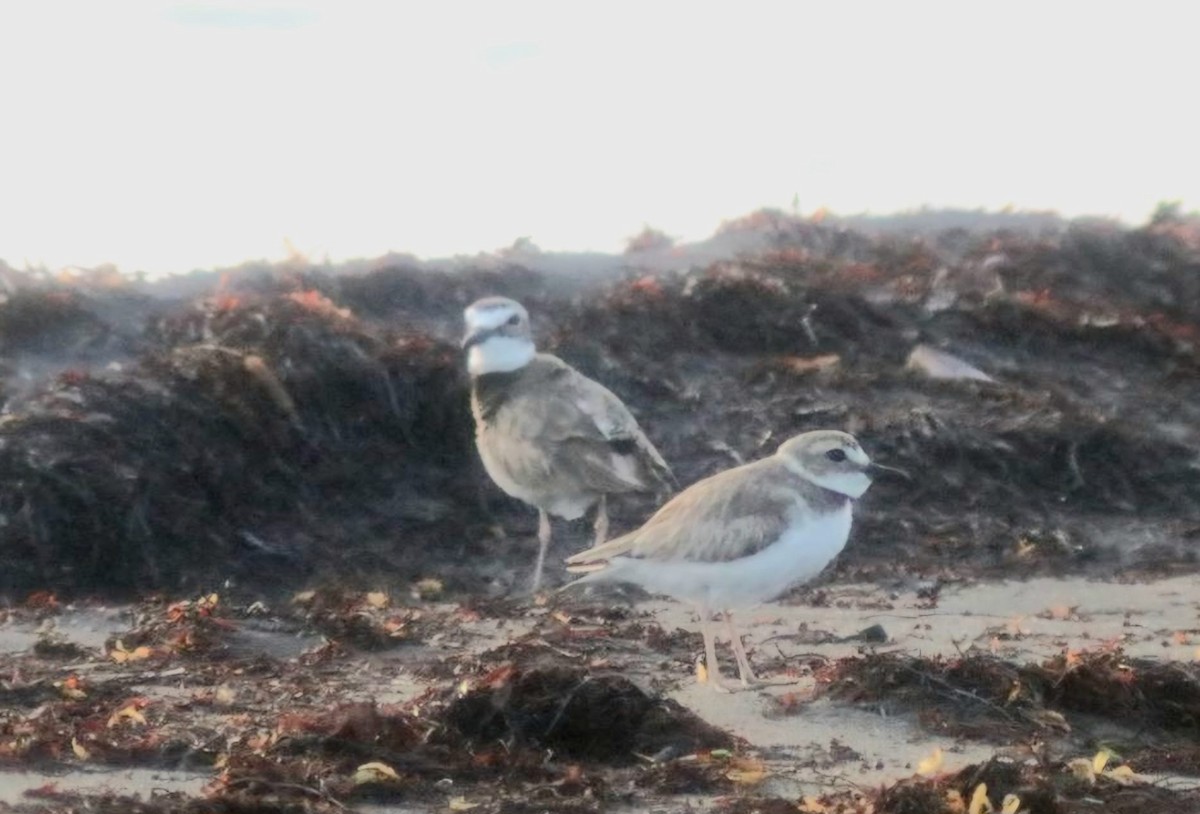 Semipalmated Plover - ML619086367