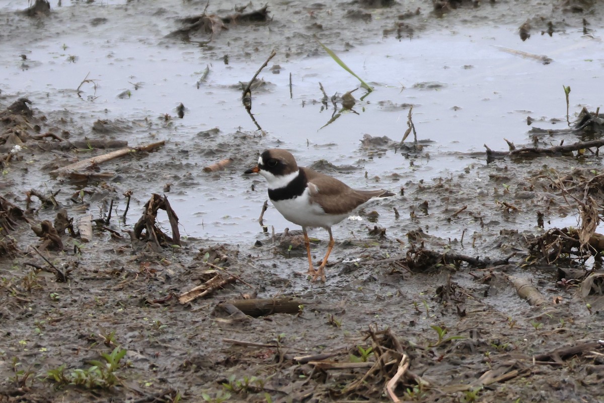 Semipalmated Plover - ML619086417