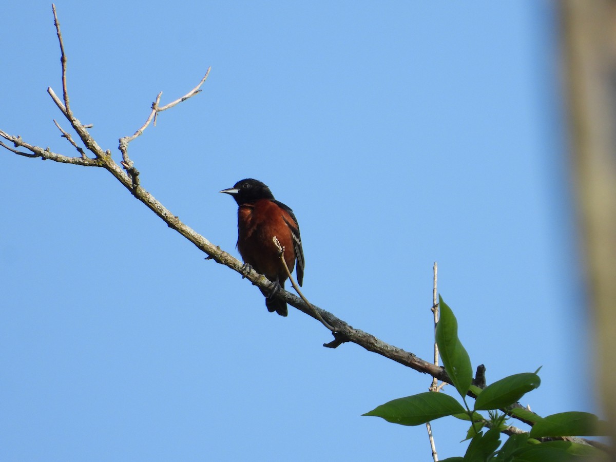 Orchard Oriole - ML619086459