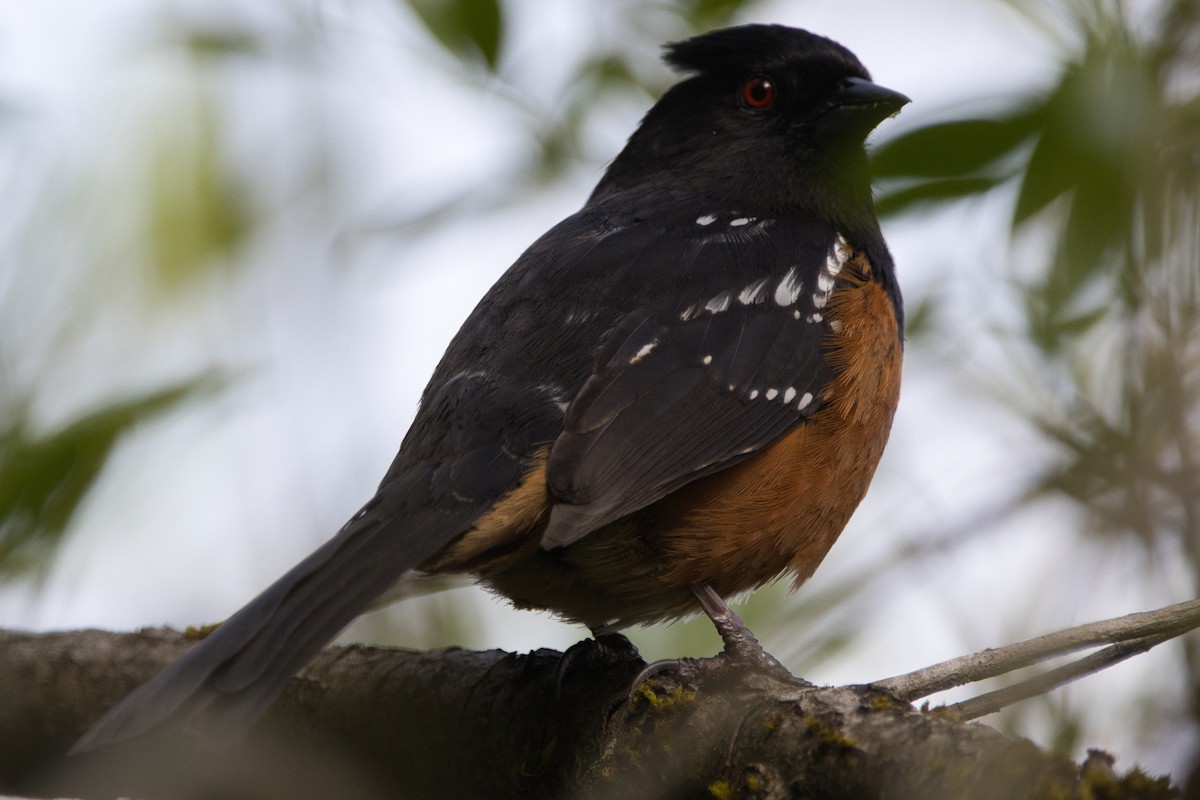 Spotted Towhee - ML619086497