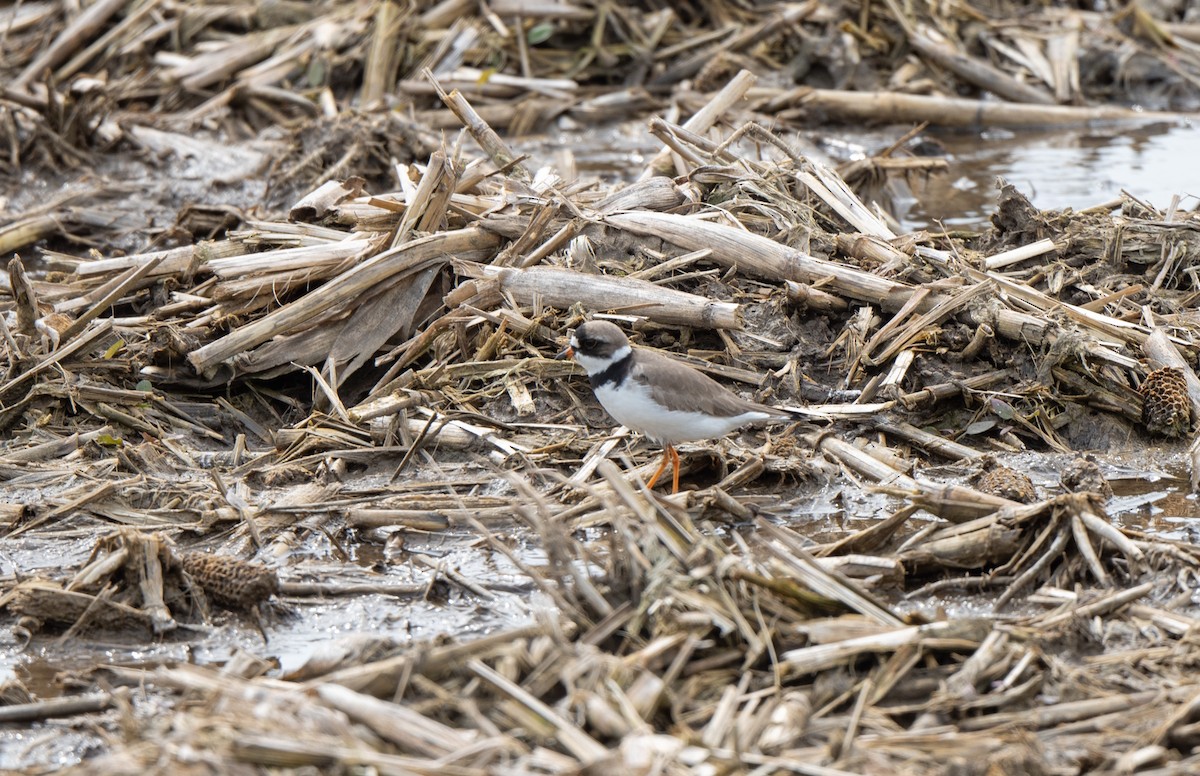 Semipalmated Plover - ML619086503