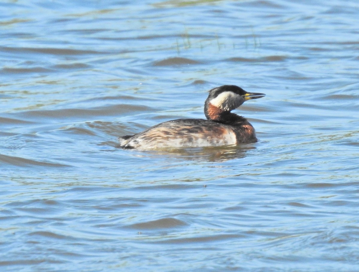 Red-necked Grebe - ML619086534