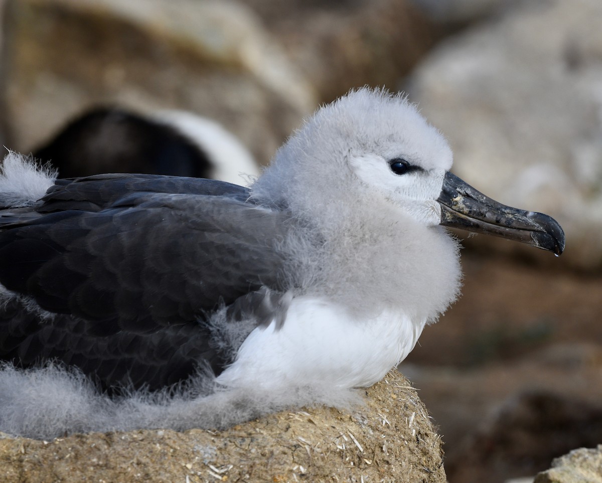 albatros černobrvý - ML619086536