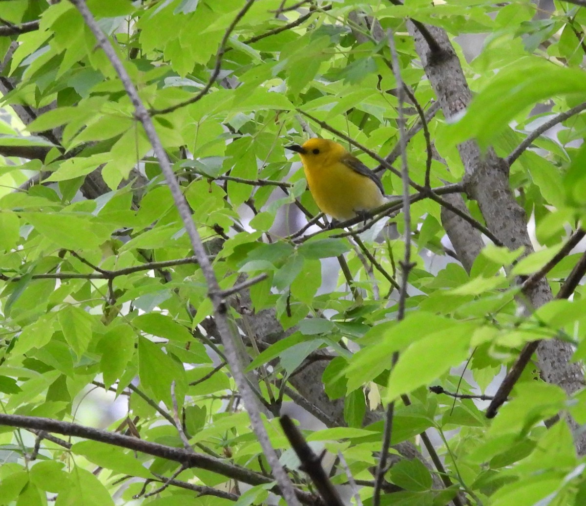 Prothonotary Warbler - ML619086554