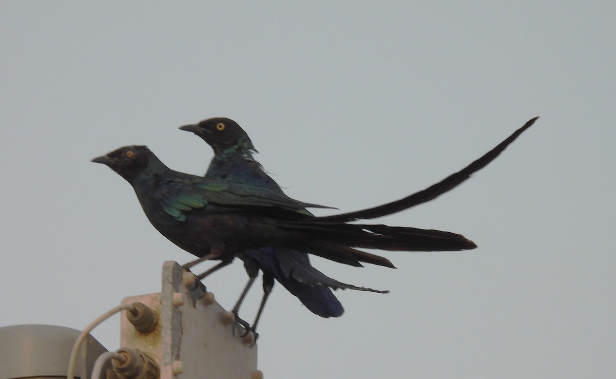 Long-tailed Glossy Starling - ML619086562