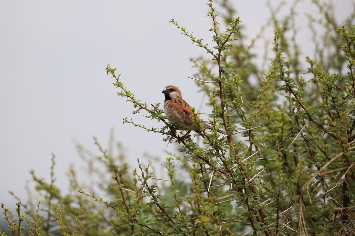 Great Rufous Sparrow - ML619086578