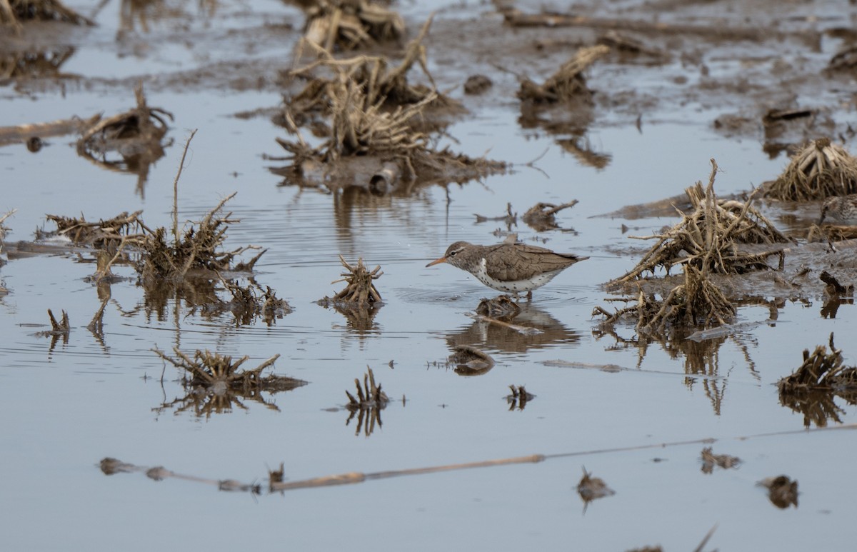 Spotted Sandpiper - Marilyn White