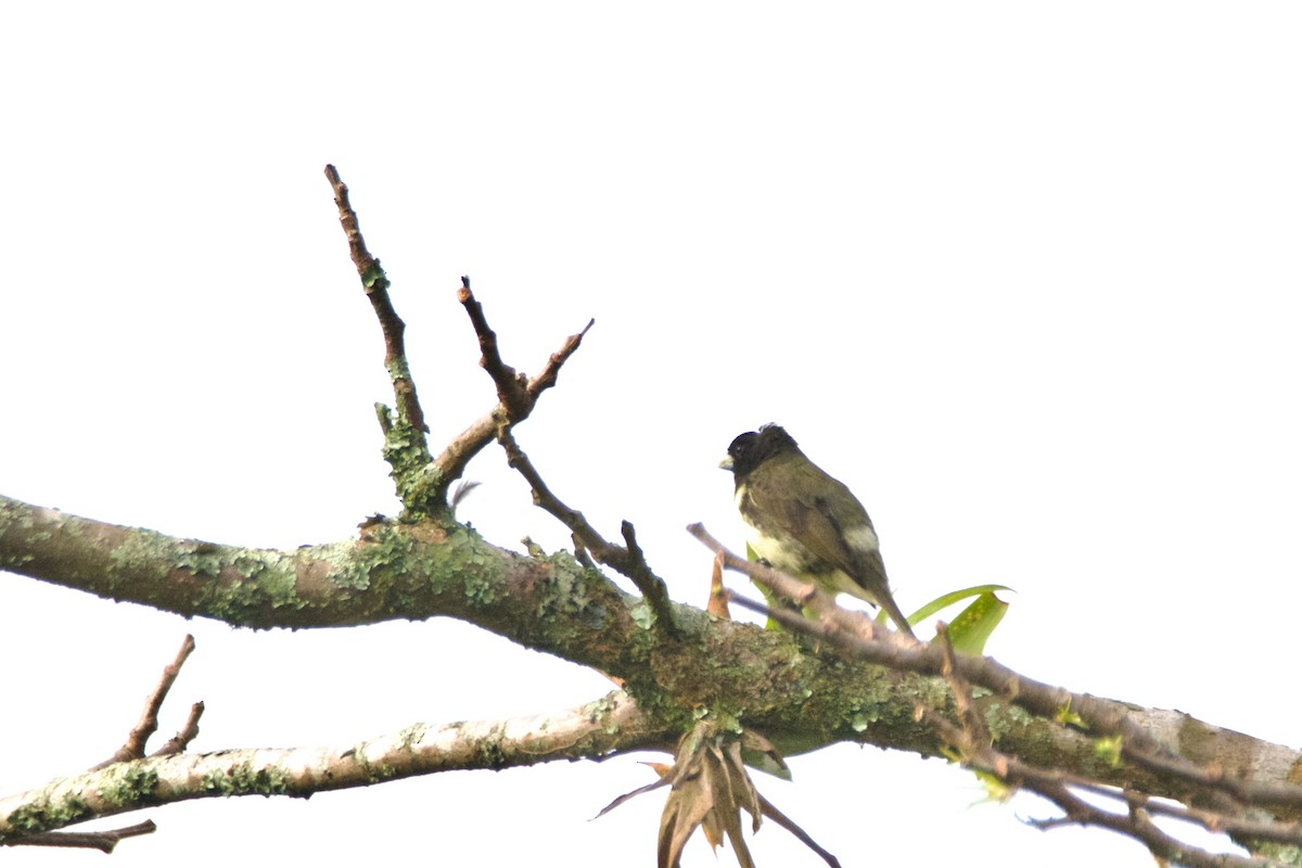 Yellow-bellied Seedeater - ML619086594