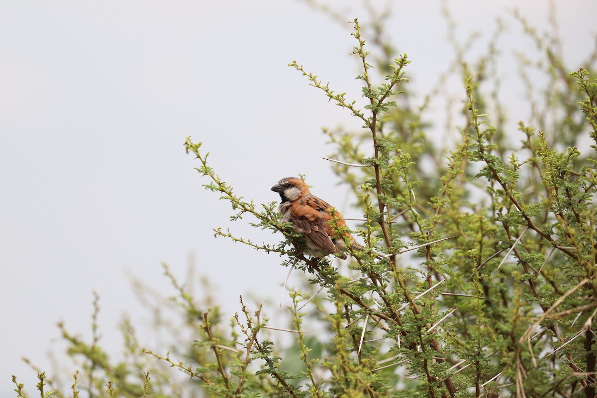 Great Rufous Sparrow - ML619086595