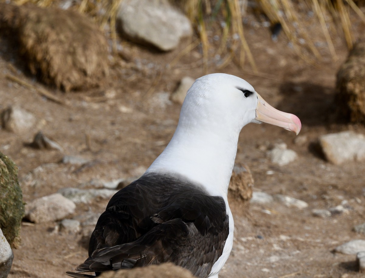 albatros černobrvý - ML619086603