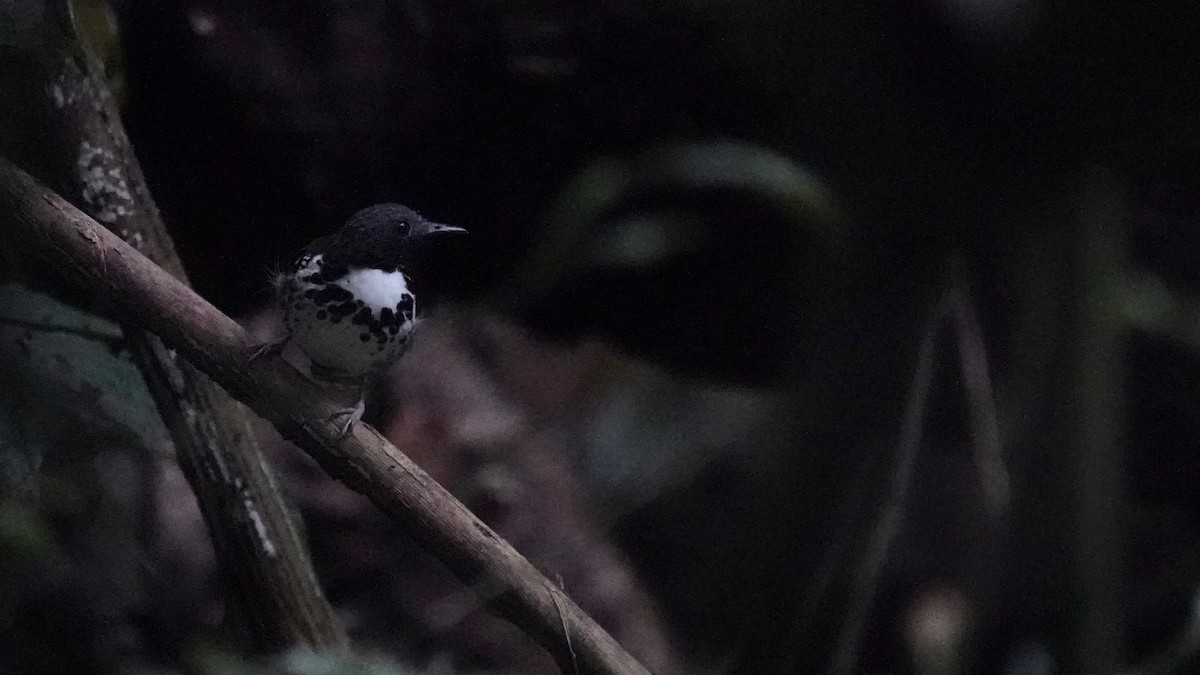 Spotted Antbird - ML619086623