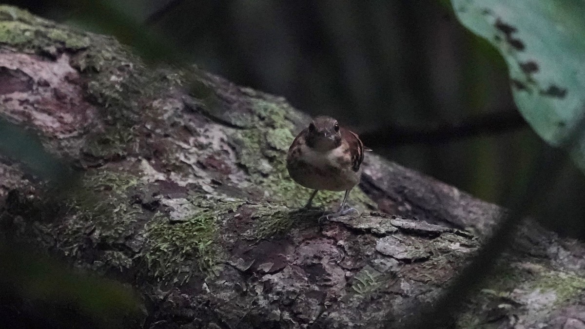 Spotted Antbird - ML619086646