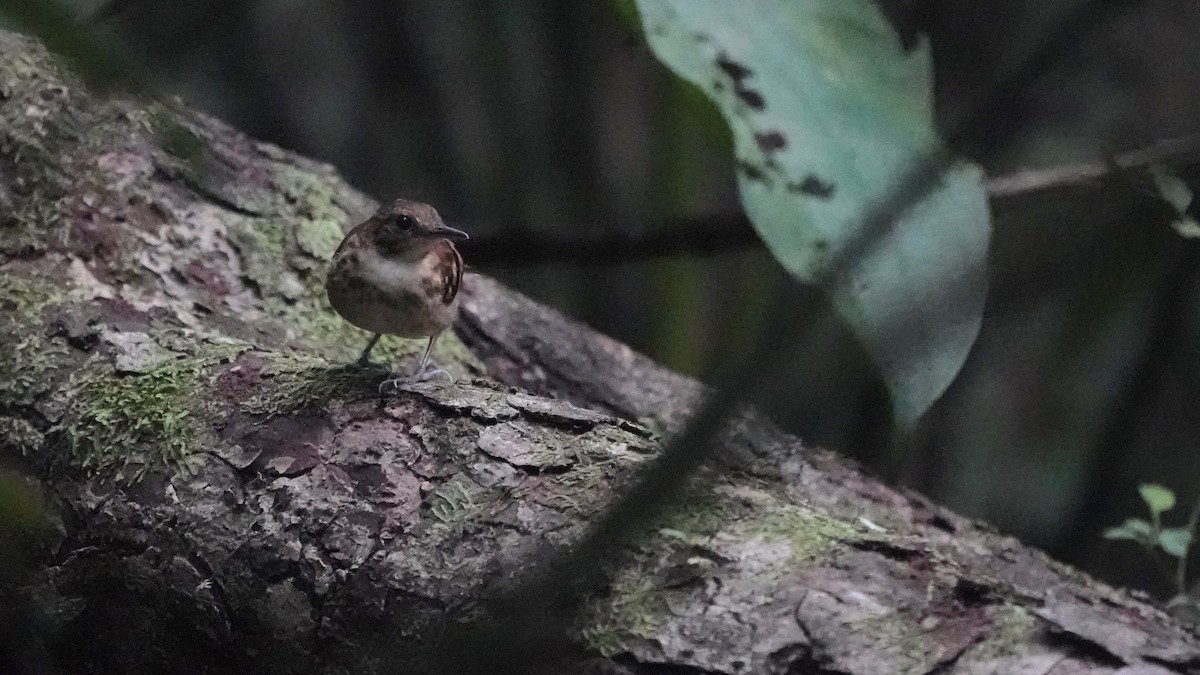 Spotted Antbird - ML619086652