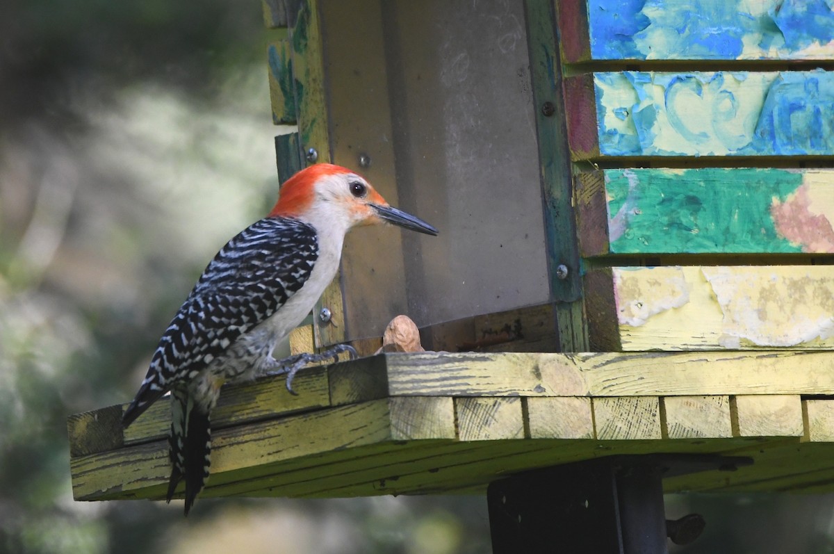 Red-bellied Woodpecker - ML619086673