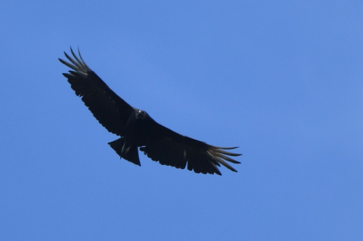 Black Vulture - ML619086684